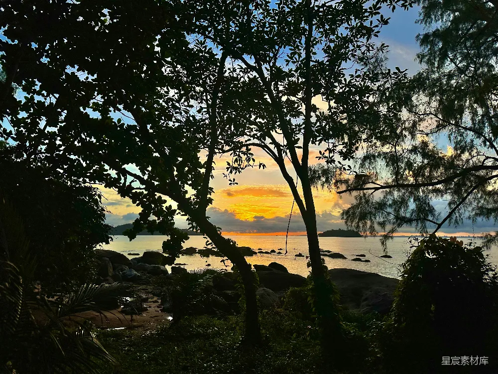 高清摄影 海滩 日落 自然风光 宁静 风景 树影下的海边日落