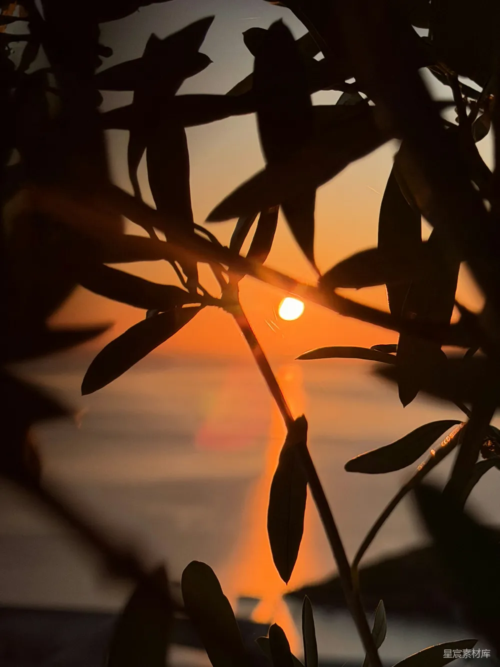 高清摄影 夕阳 树叶 剪影 自然 宁静 夕阳透过树叶的剪影