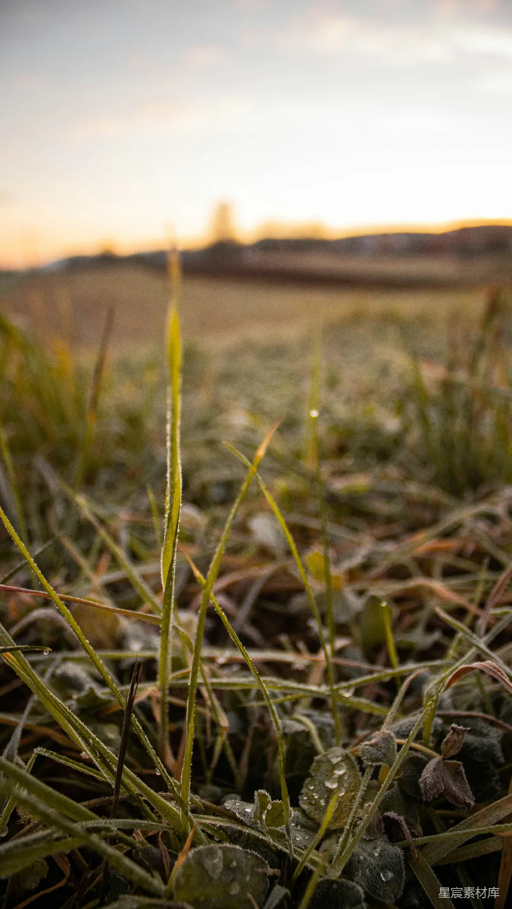 高清摄影 草地 晨露 自然 宁静 早晨 晨露中的草地