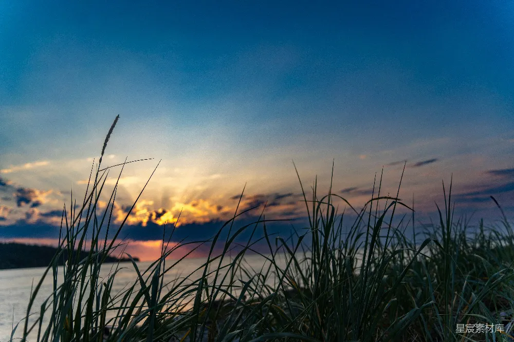高清摄影 夕阳 芦苇 自然风光 宁静 日落 夕阳下的芦苇