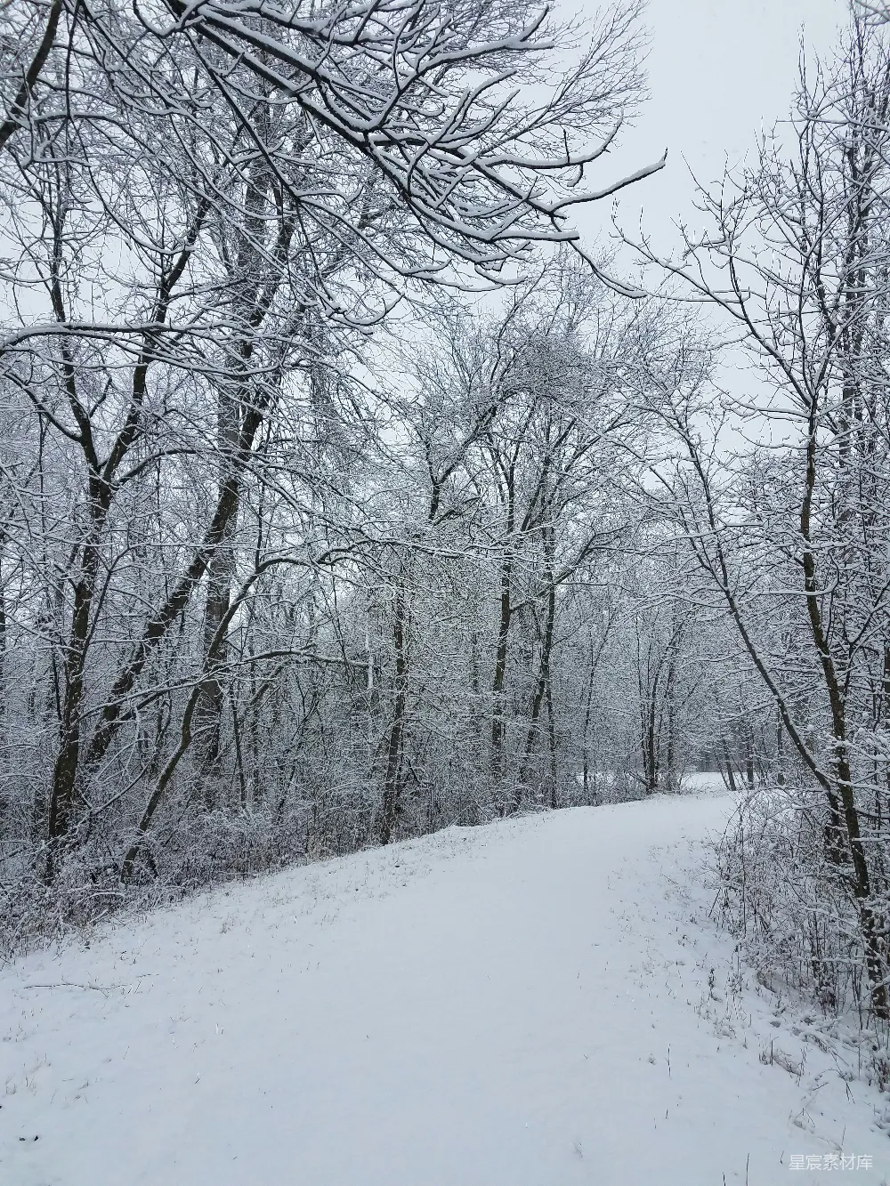 高清摄影 冬季 雪景 自然 森林 宁静 冬日雪景中的林间小径