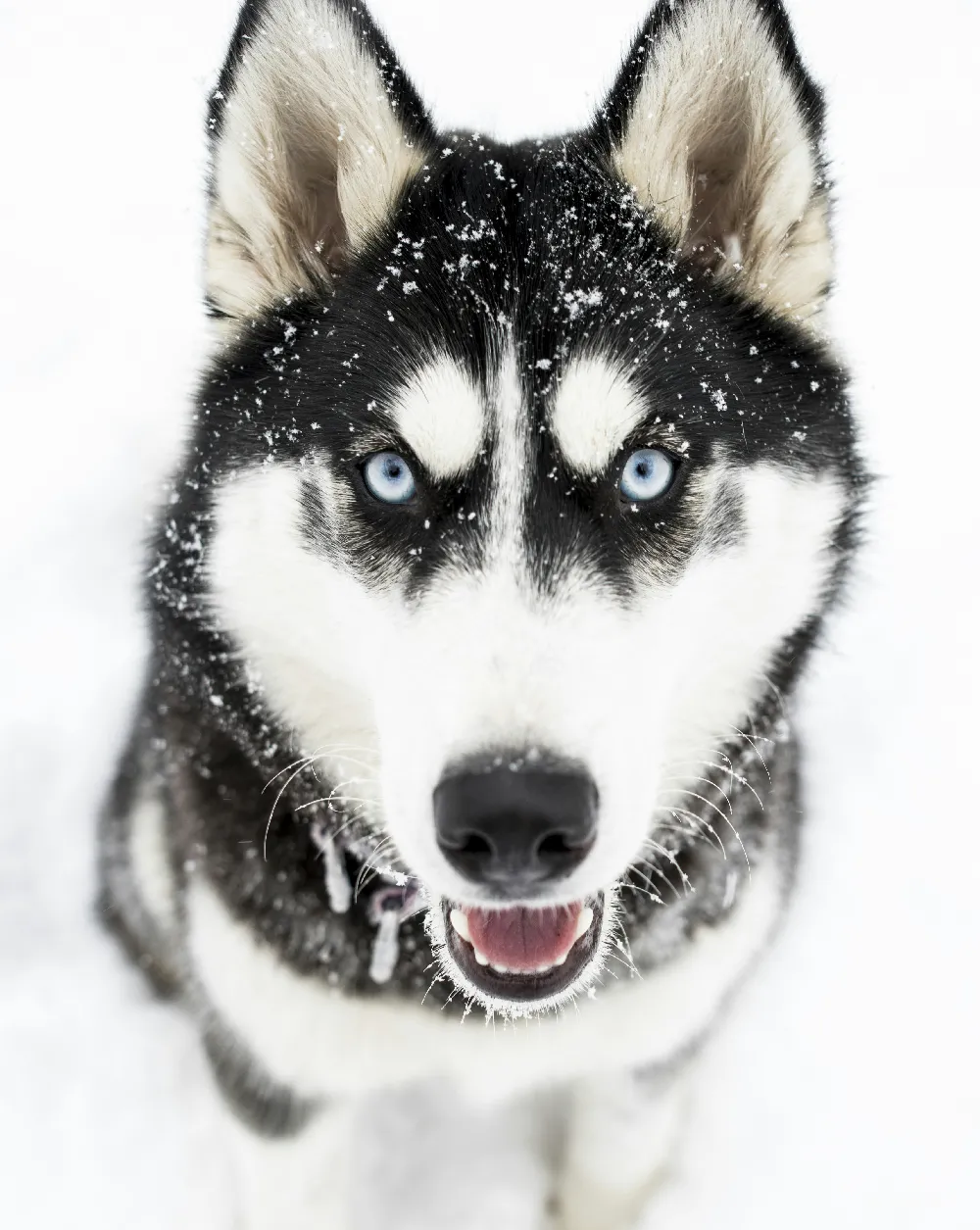 高清摄影 哈士奇 雪地 动物 宠物 蓝眼 雪地里的蓝眼哈士奇