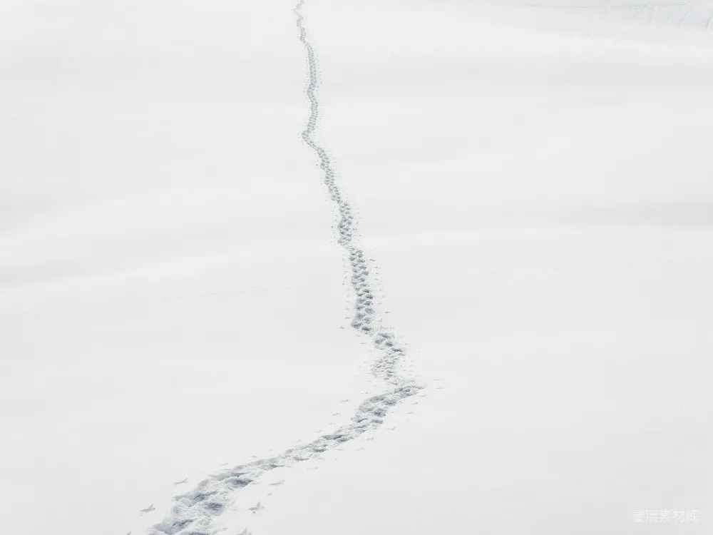 高清摄影 雪地 足迹 自然 静谧 冬季 雪地上的足迹
