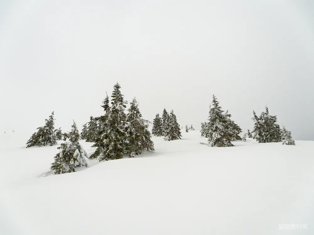 高清摄影 雪景 冬季 自然风光 宁静 户外 雪中的松树林