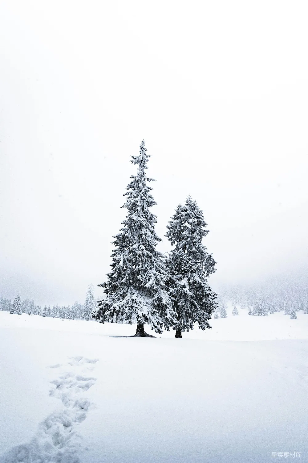 高清摄影 冬季 自然风光 雪景 宁静 户外 雪中的松树