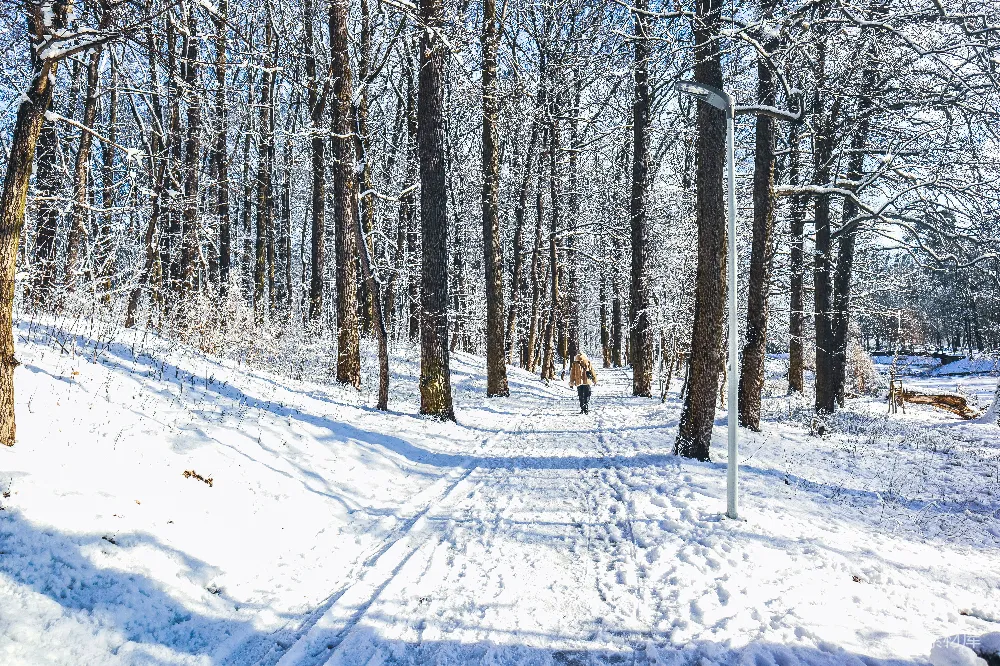 高清摄影 冬季 雪景 自然 户外 静谧 冬日森林漫步