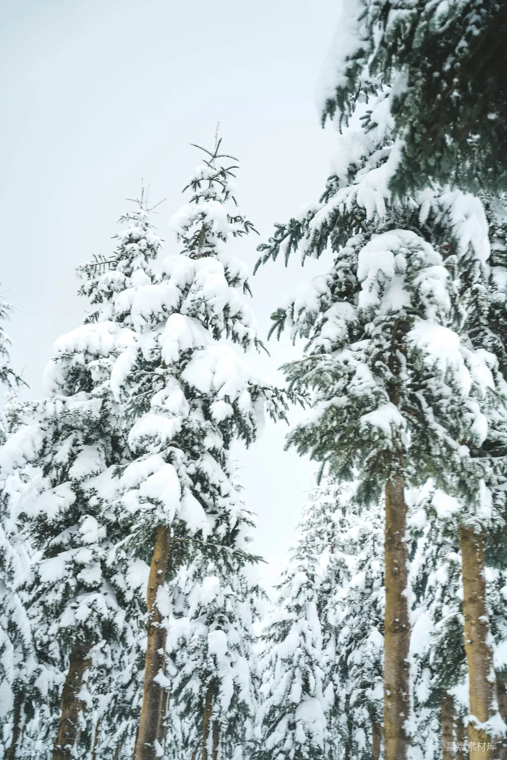 高清摄影 冬季 自然 雪景 树木 宁静 雪后的松树林