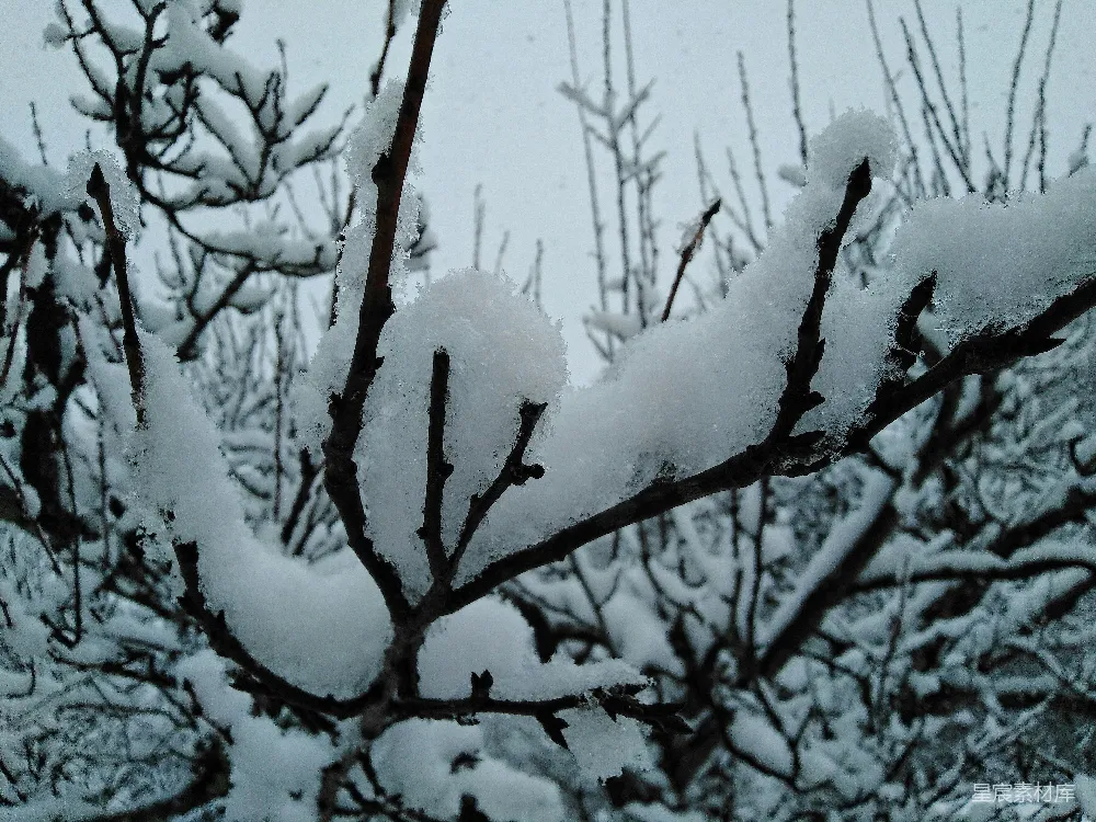 高清摄影 雪景 自然 树枝 冬季 宁静 雪覆枝头