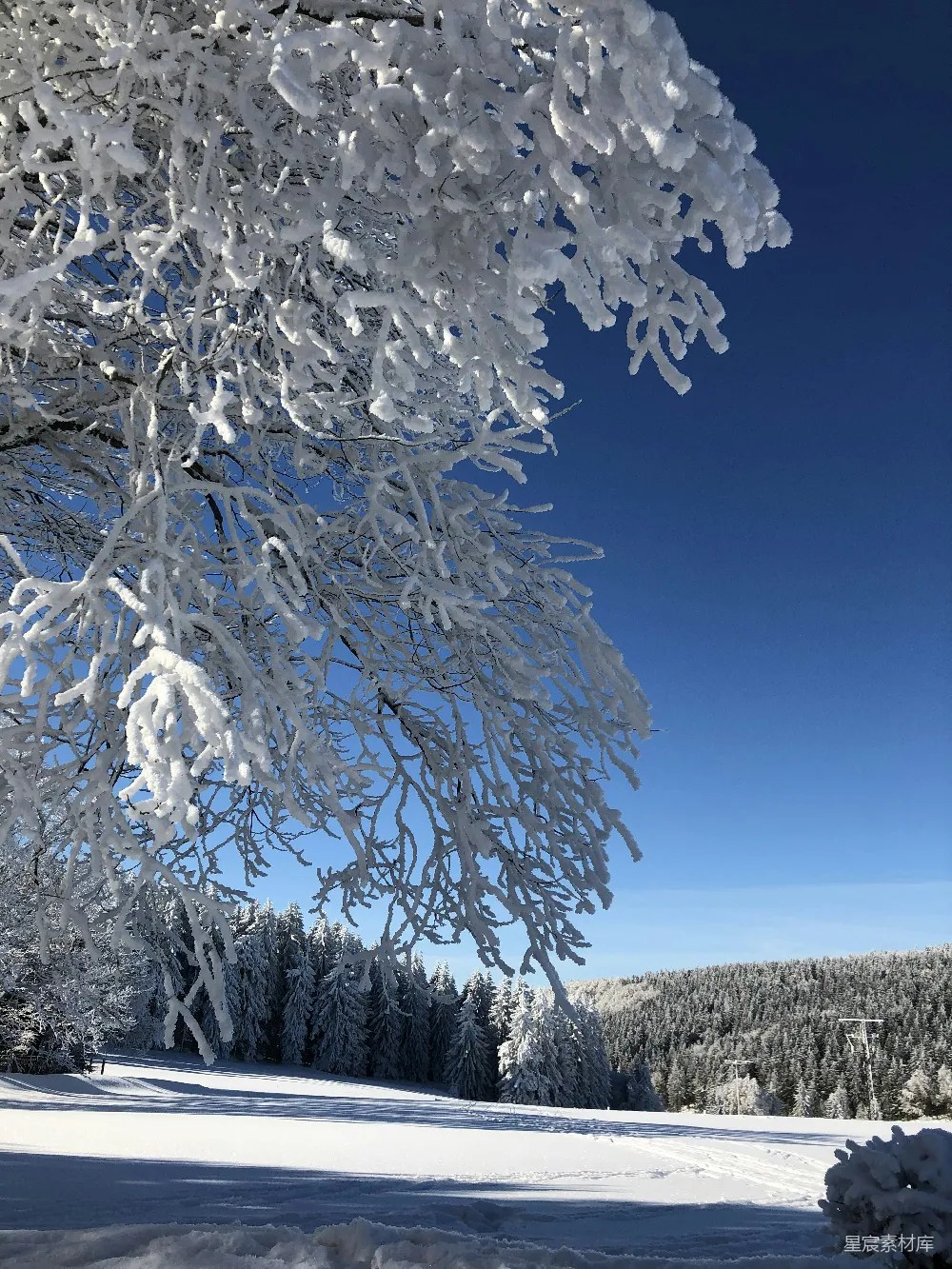 高清摄影 冬季 雪景 自然风光 户外 宁静 冬日雪景中的松树