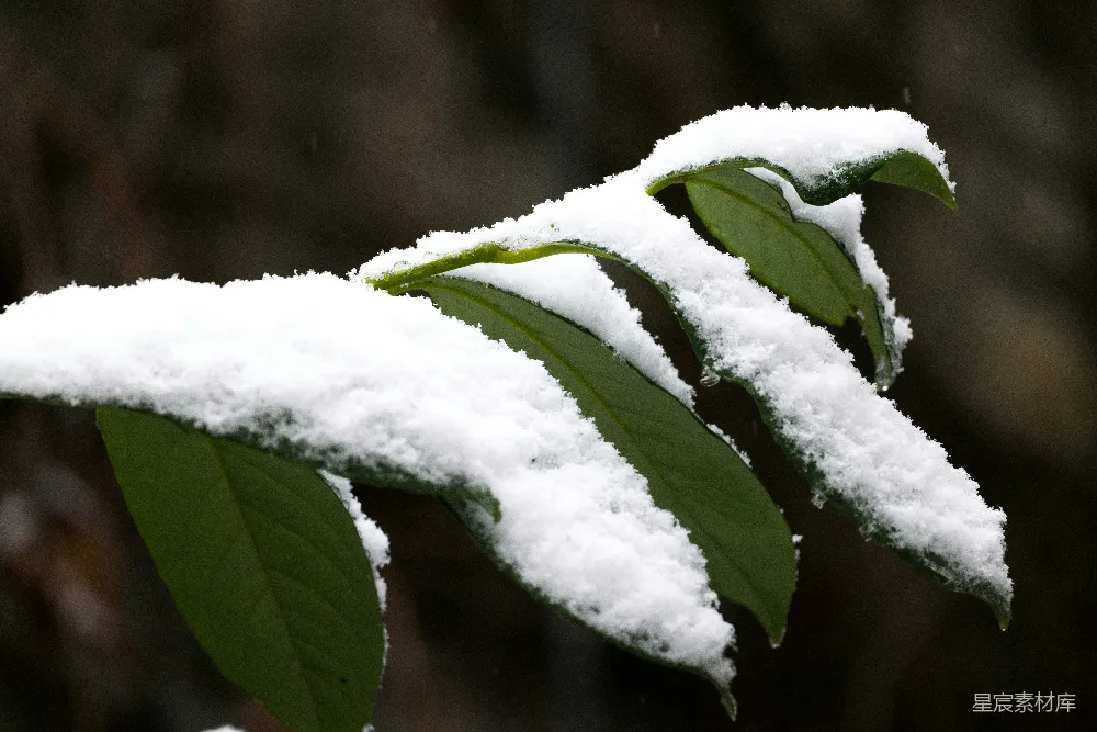 高清摄影 雪景 自然 植物 冬季 清新 雪中绿叶