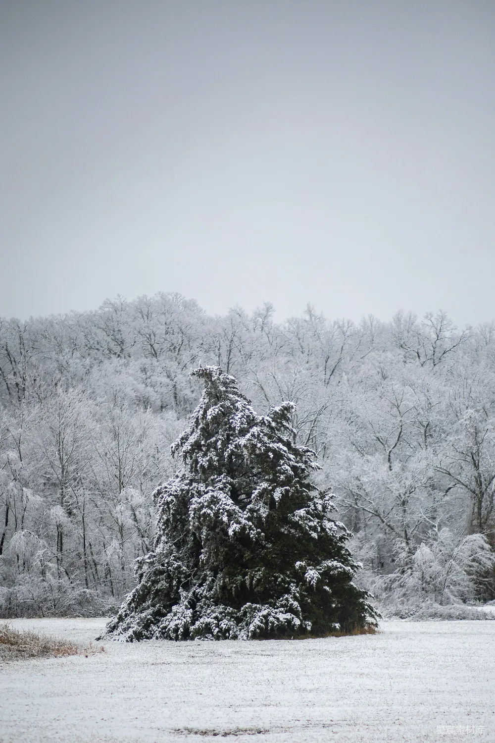 高清摄影 雪景 冬季 自然风光 松树 宁静 冬日雪景中的松树
