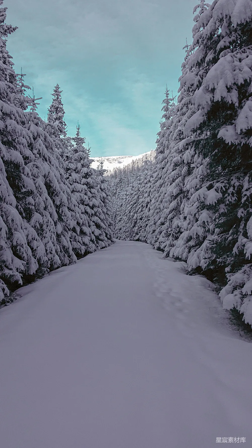 高清摄影 雪景 森林 冬季 自然风光 户外 雪后森林小径