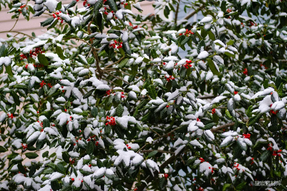 高清摄影 雪景 冬日 绿植 自然 节日 雪中冬日绿植