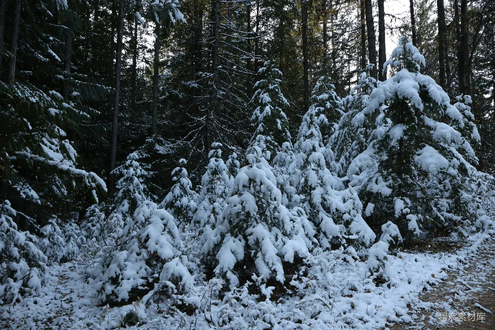 高清摄影 冬季 森林 雪景 自然风光 宁静 冬日雪景中的松树林