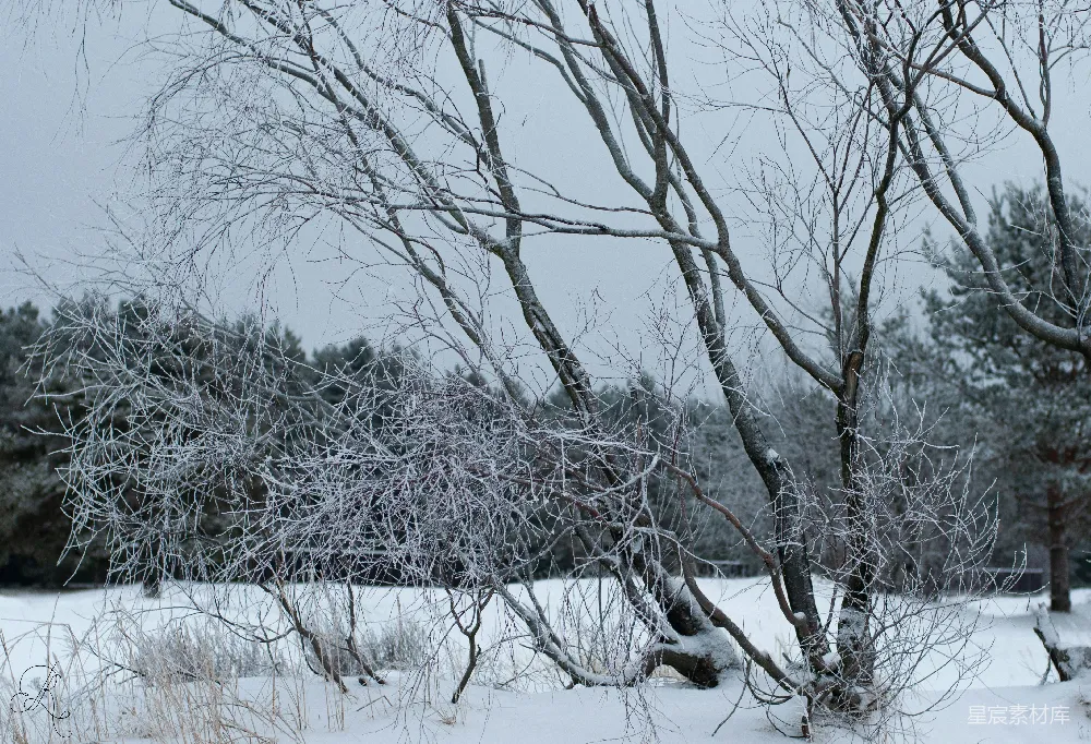 高清摄影 冬日 雪景 冰挂 自然风光 冬季 冬日雪景中的冰挂树枝