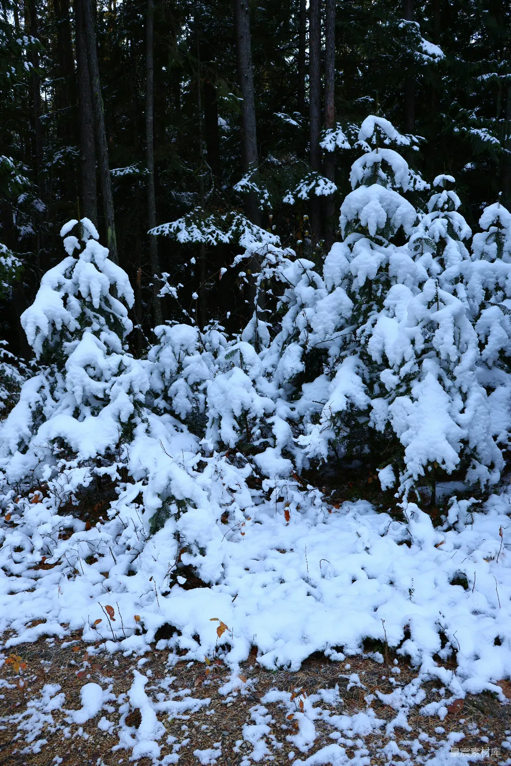 高清摄影 雪景 森林 自然风光 冬季 宁静 雪后的松树林