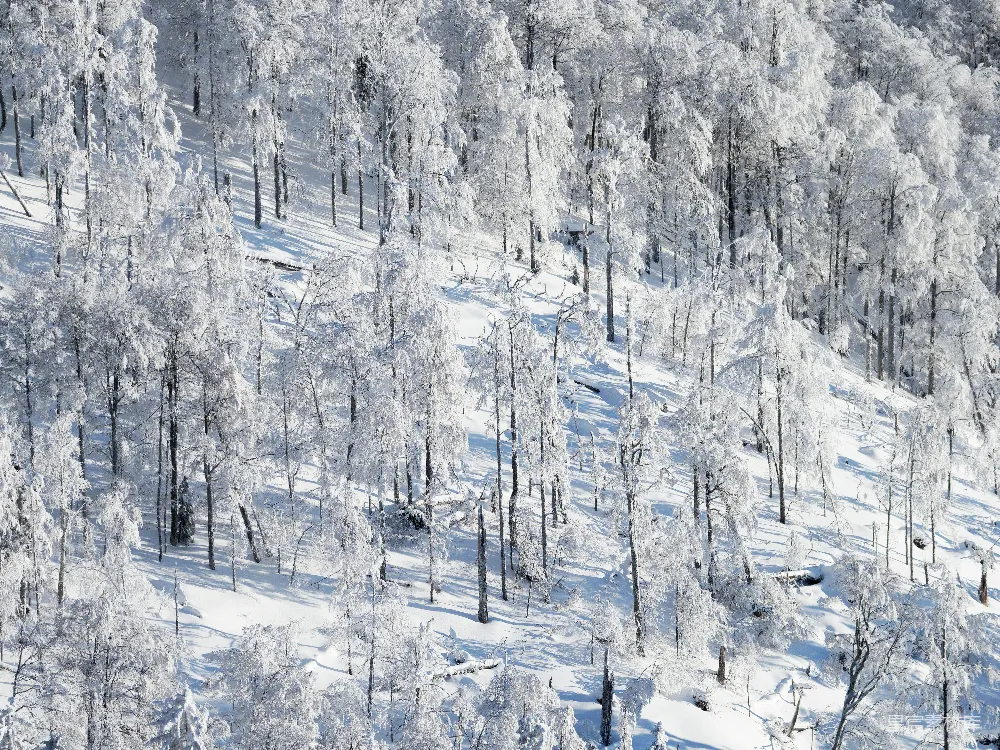 高清摄影 雪景 森林 航拍 冬季 自然 冬日雪景森林航拍
