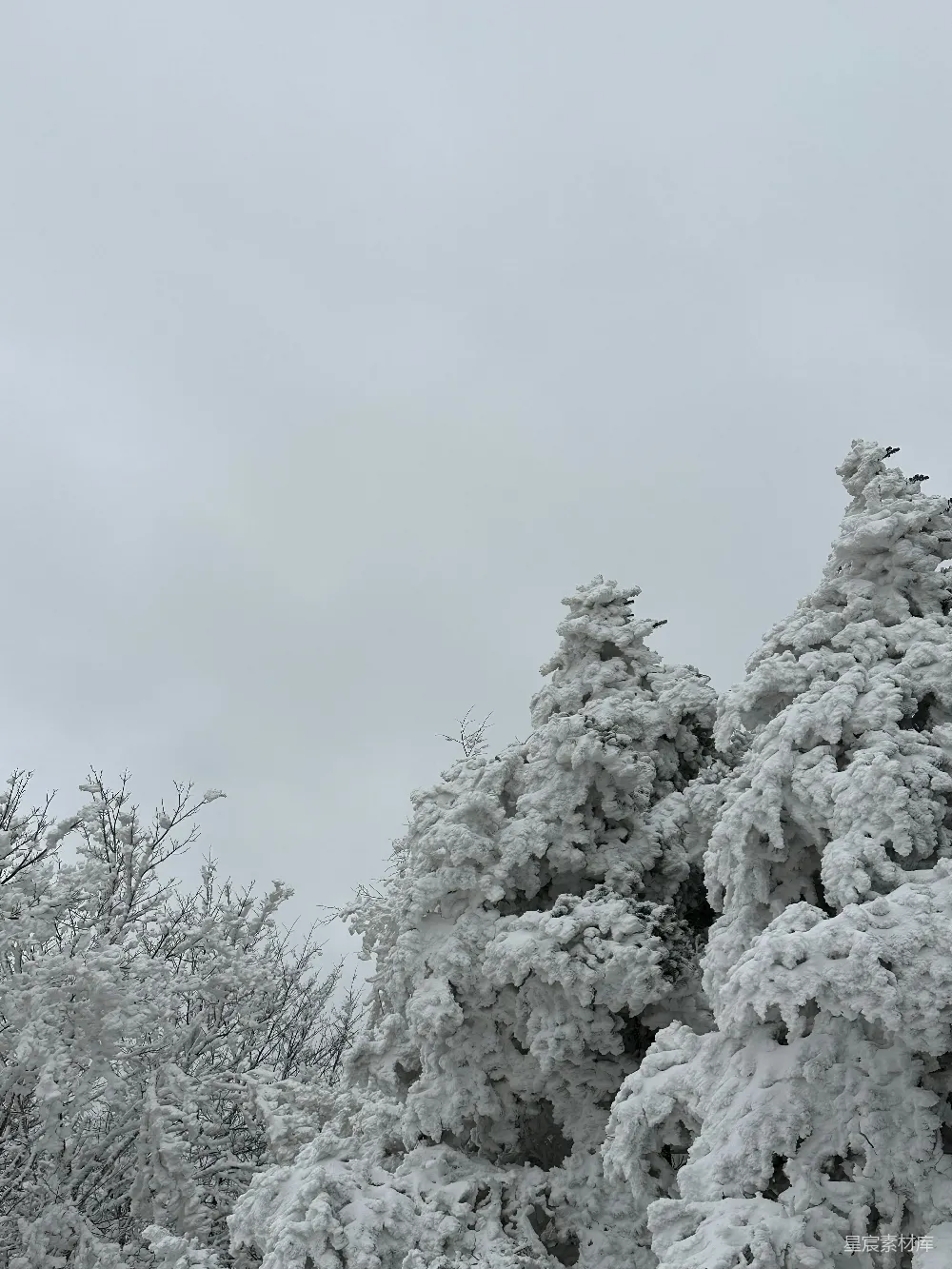 高清摄影 雪景 冬日 自然风光 户外 寒冷 冬日雪景：被雪覆盖的松树