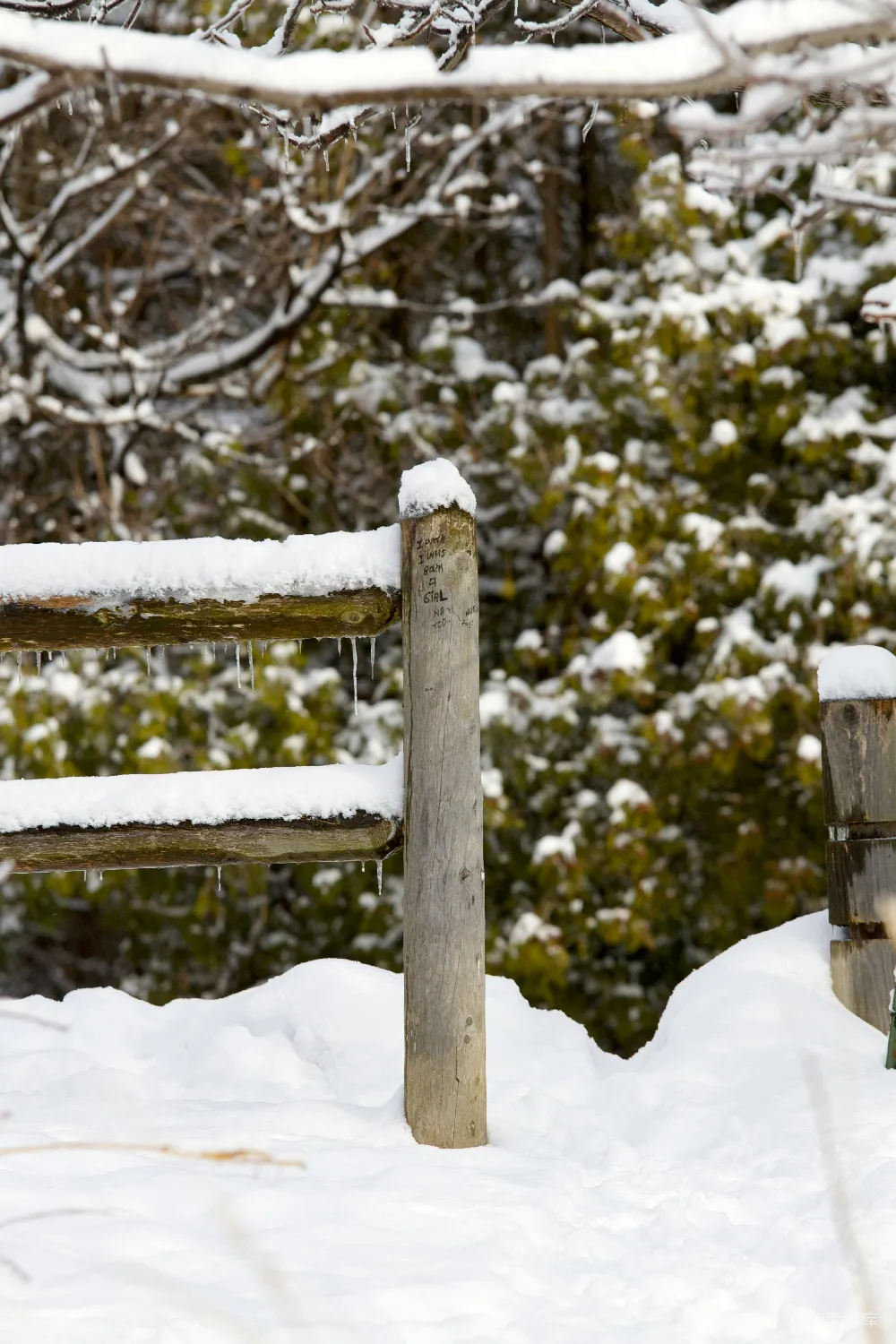 高清摄影 雪景 自然 冬季 户外 宁静 雪地里的木栅栏