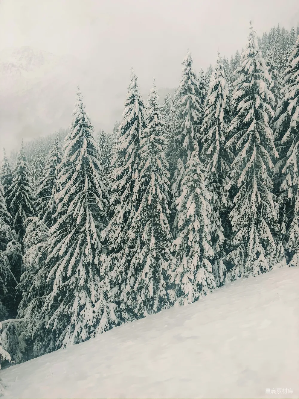 高清摄影 雪景 冬日 森林 自然 宁静 冬日雪林的宁静