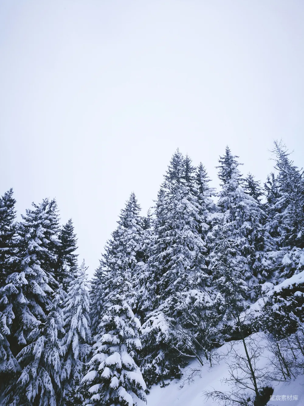 高清摄影 雪景 松树 冬季 自然风光 宁静 冬日雪景下的松树林