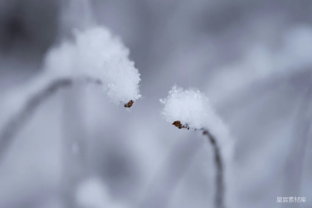 高清摄影 雪景 枯枝 冬季 自然 纯净 冬日雪景中的枯枝