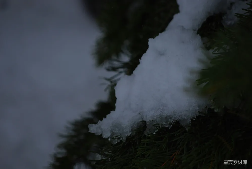 高清摄影 雪景 松树 自然 冬季 宁静 冬日松枝上的雪