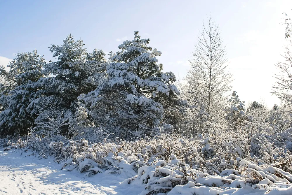 高清摄影 冬景 雪景 自然风光 冬季 户外 冬日雪景