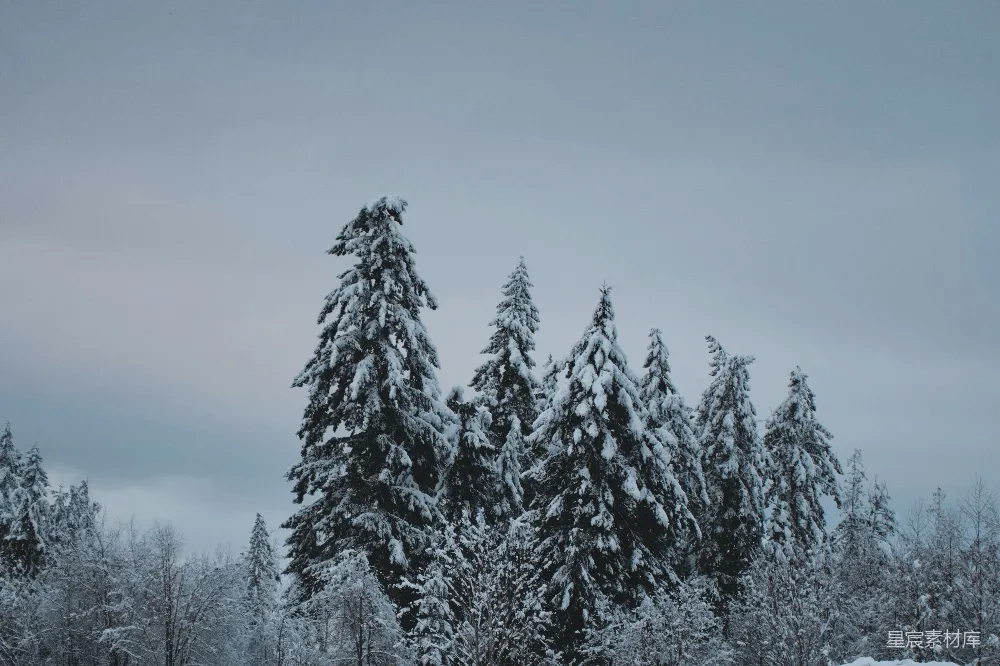 高清摄影 雪景 冬季 自然 森林 宁静 冬日雪松