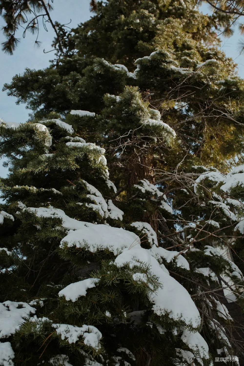 高清摄影 冬日 松树 雪景 自然风光 户外 冬日松树