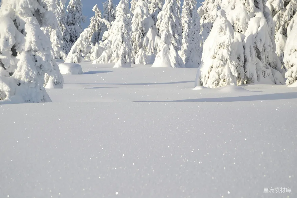 高清摄影 冬日 雪景 松树林 自然风光 宁静 冬日雪景中的松树林