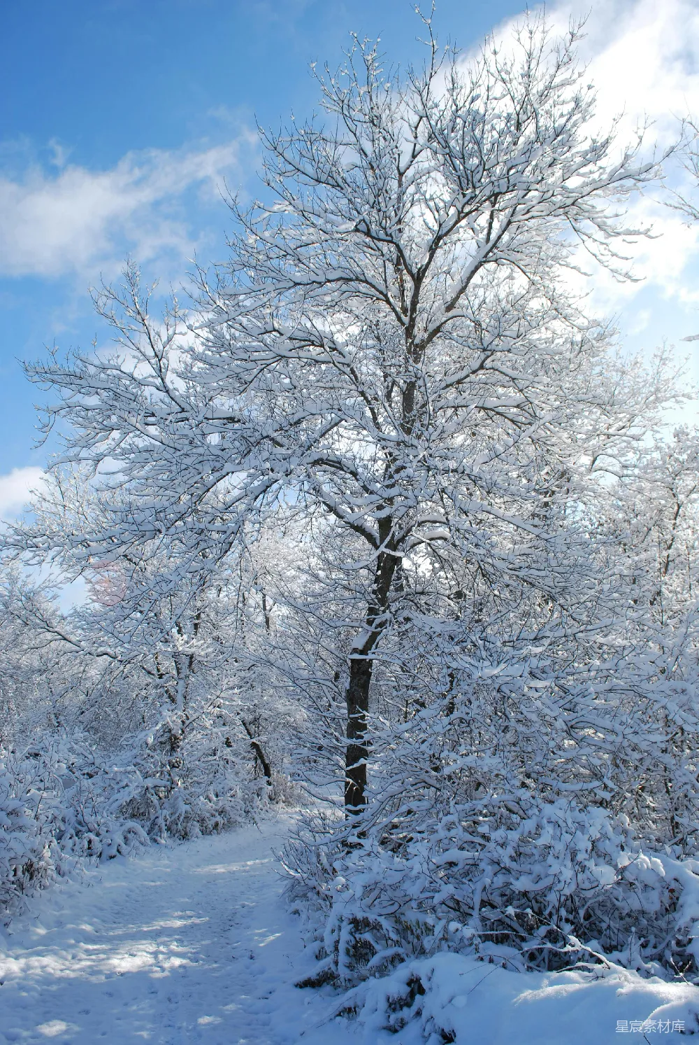高清摄影 雪景 冬季 自然 孤独 宁静 冬日雪景中的孤树
