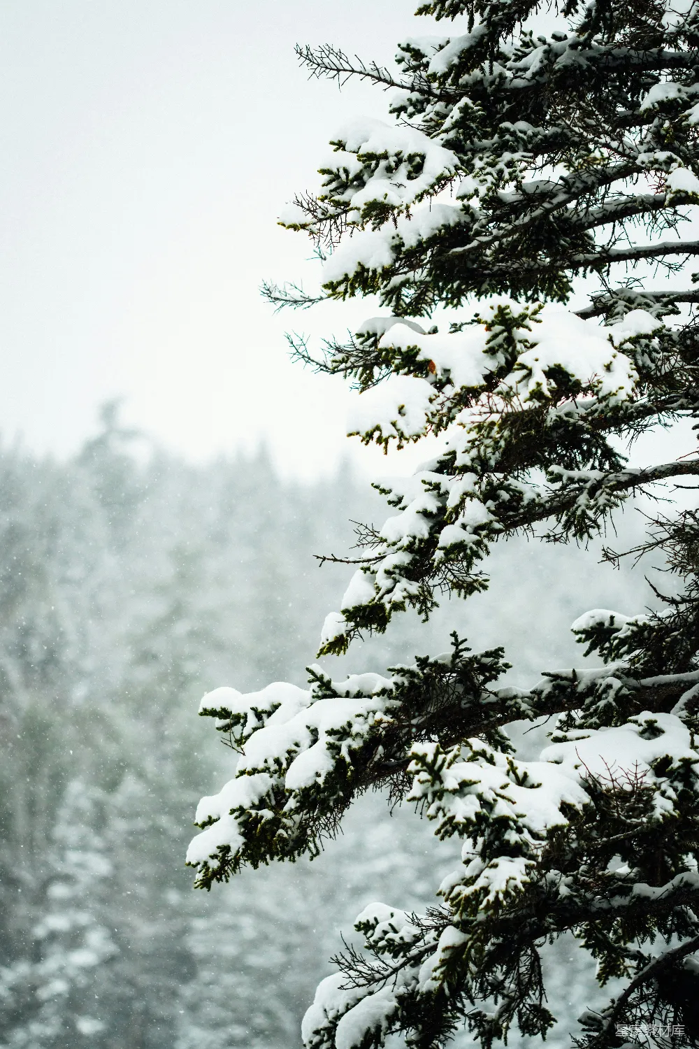 高清摄影 雪景 松树 冬季 自然风光 宁静 冬日雪景中的松树