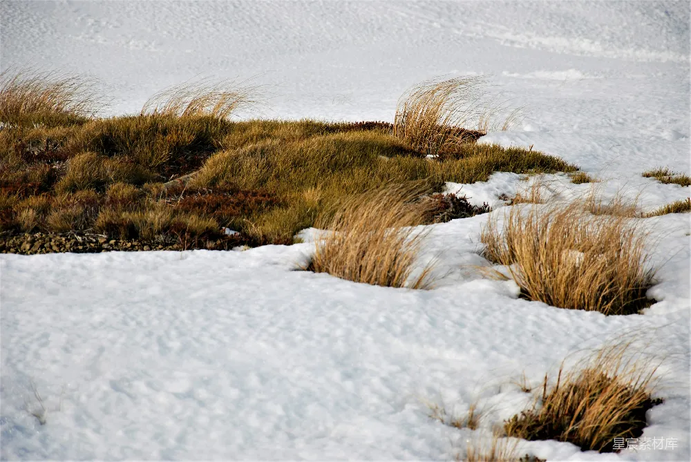 高清摄影 雪地 自然景观 冬季 草地 户外 雪地中的草地