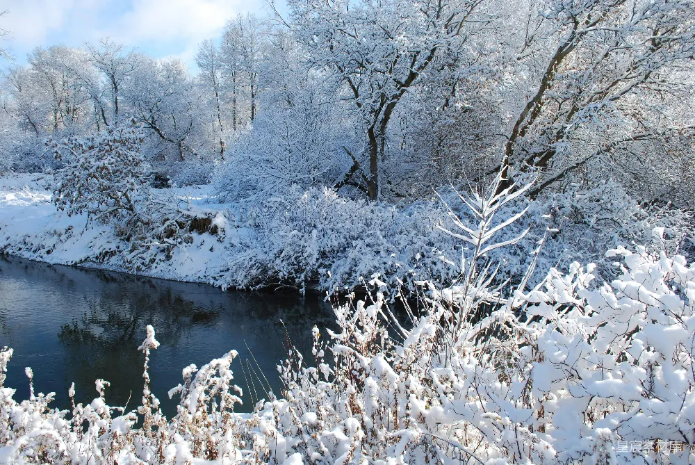 高清摄影 冬季 雪景 自然风光 河流 宁静 冬日雪景：宁静的河流与覆盖白雪的树林