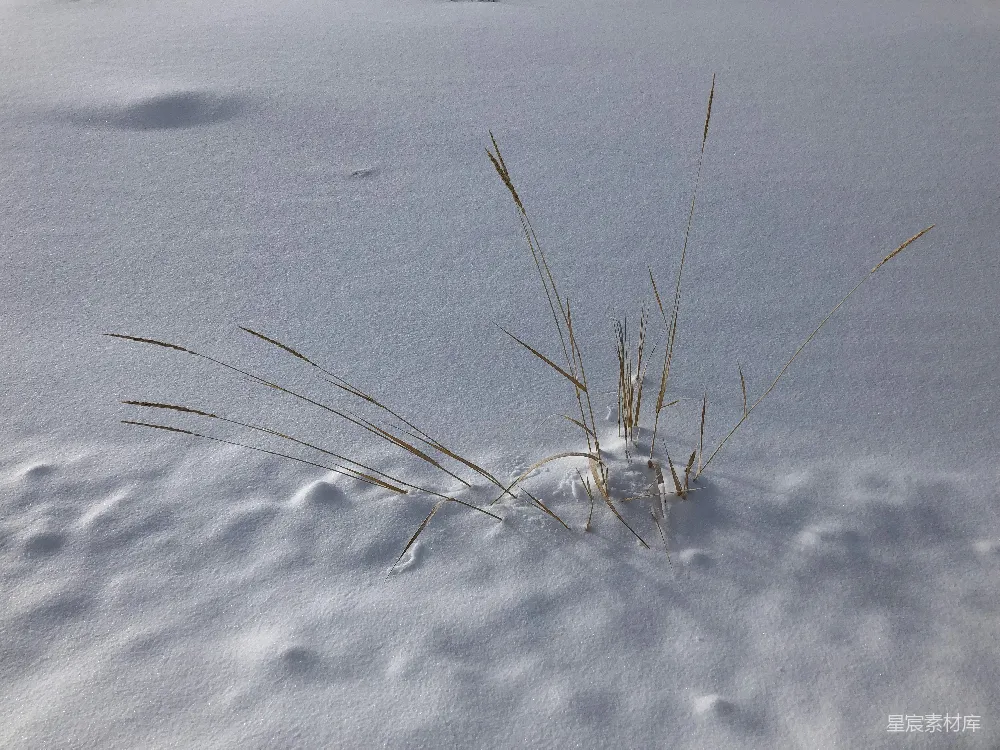 高清摄影 雪地 自然 冬季 静谧 冷峻 雪地里的草