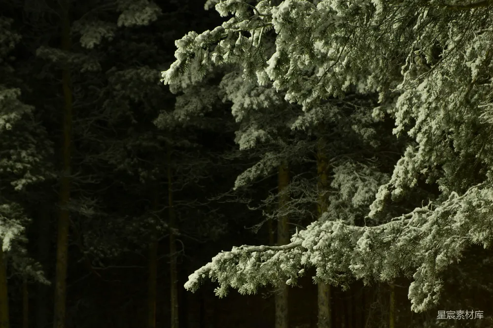 高清摄影 冬景 雪景 自然 森林 宁静 冬日松林雪景