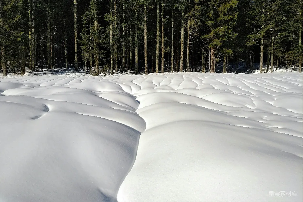 高清摄影 雪景 森林 冬季 自然风光 宁静 冬日松林中的雪浪