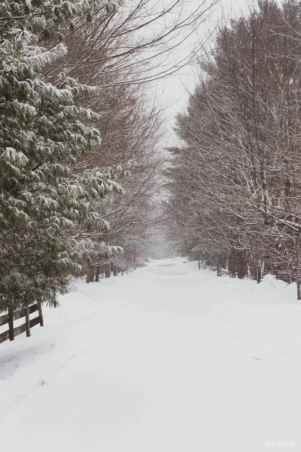 高清摄影 雪景 森林 小径 冬季 自然 雪中的森林小径