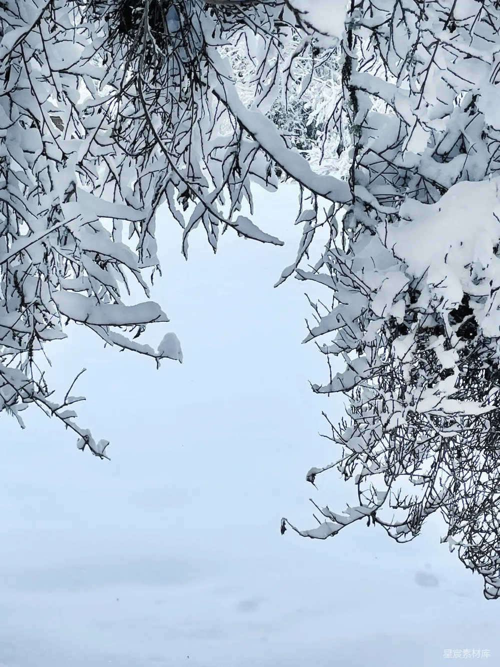 高清摄影 雪景 自然 冬季 树枝 宁静 冬日雪景中的树梢