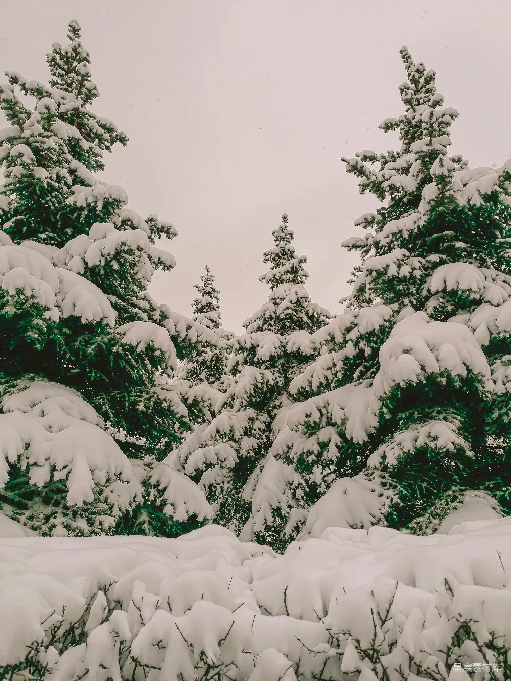 高清摄影 冬日 自然 雪景 松树 宁静 雪后的松树林