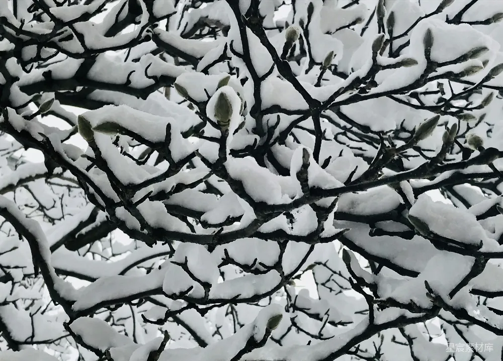 高清摄影 雪景 玉兰花 自然风光 冬季 宁静 雪覆枝头的玉兰花蕾
