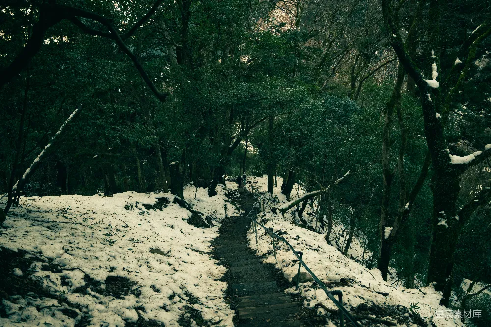 高清摄影 森林 雪景 自然 小径 徒步 雪后森林小径