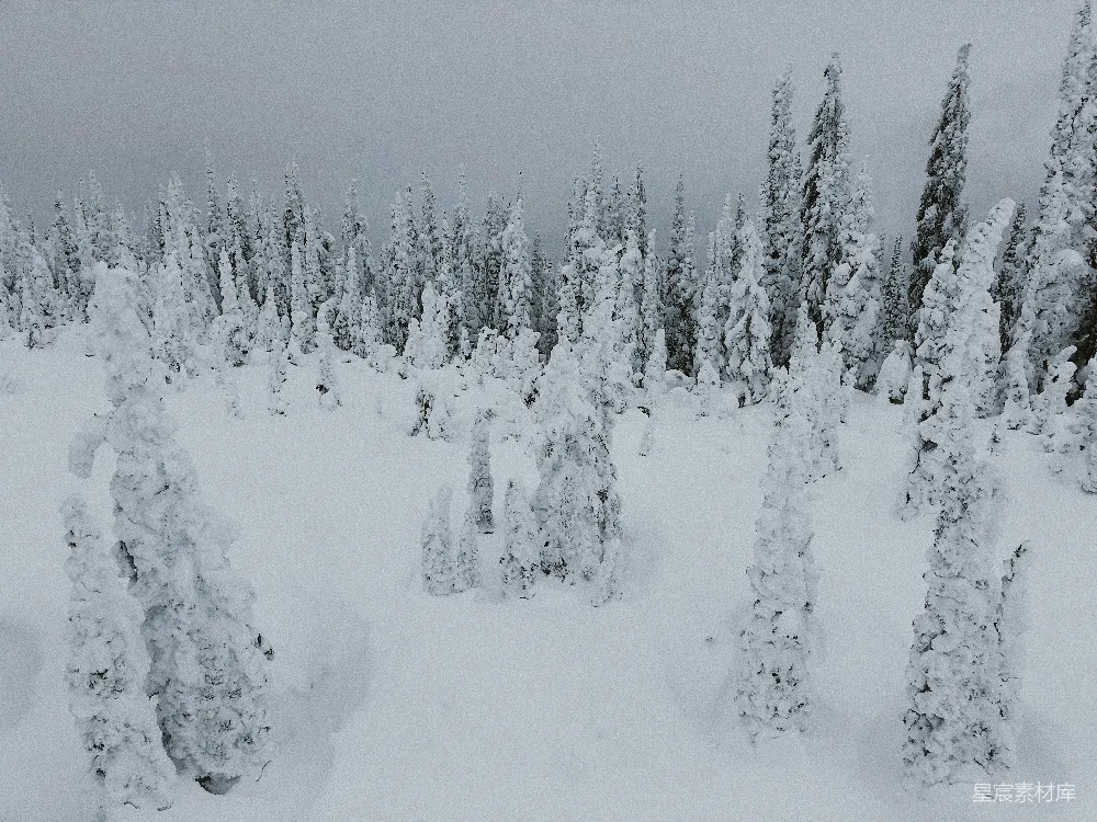高清摄影 雪景 森林 冬季 自然 宁静 冬日雪林