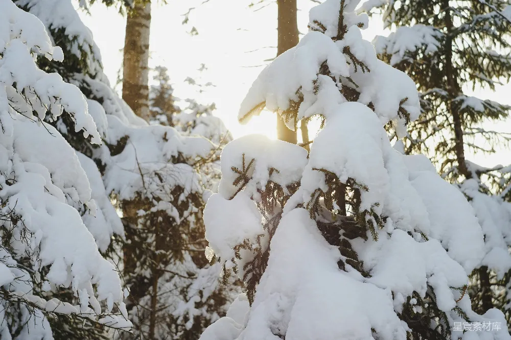 高清摄影 雪景 冬日 自然风光 清晨 森林 冬日森林的晨光