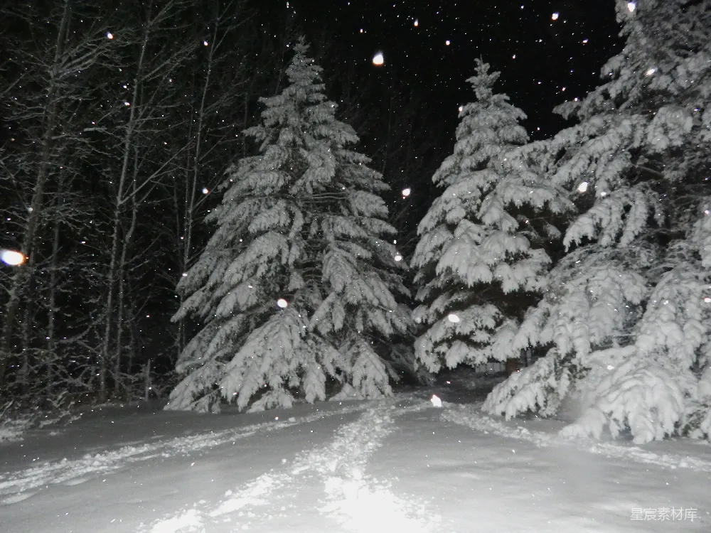 高清摄影 雪景 冬夜 自然风光 静谧 松树 雪夜松树