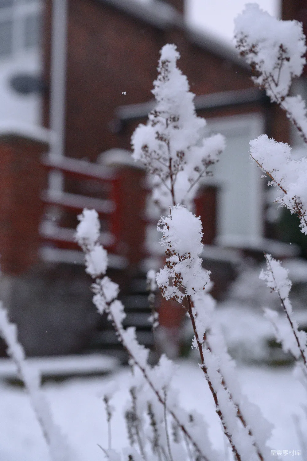 高清摄影 雪景 植物 冬日 自然 宁静 冬日雪景中的植物