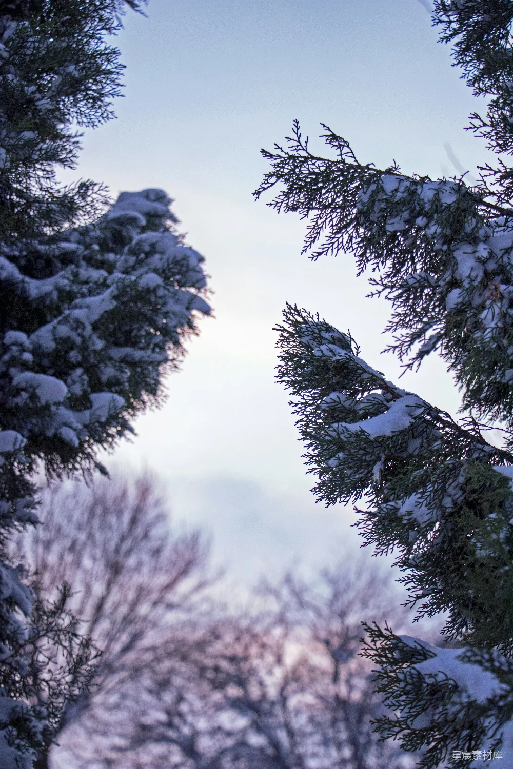 高清摄影 冬日 松枝 雪景 自然 宁静 冬日松枝下的天空