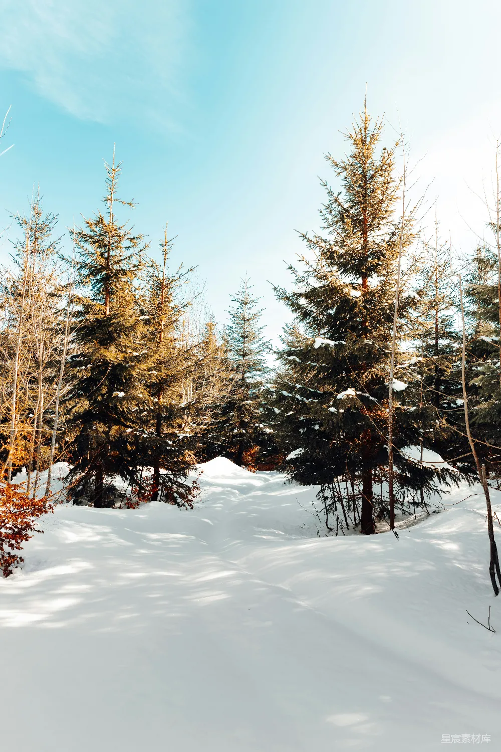 高清摄影 冬季 松树 雪景 自然 静谧 冬日松林