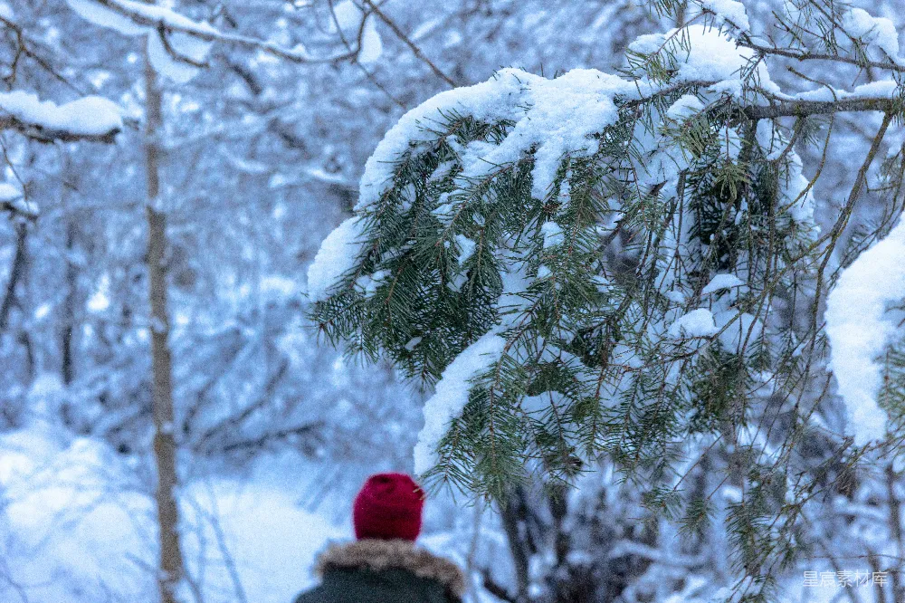 高清摄影 冬景 雪景 自然 森林 宁静 冬日雪景中的松枝与红帽
